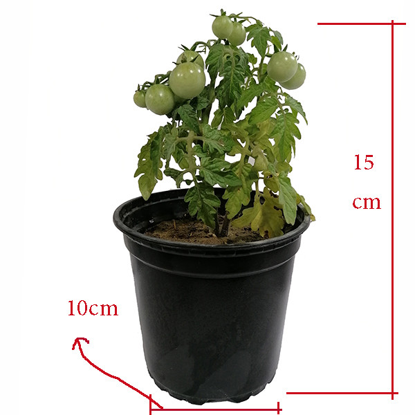 گیاه طبیعی گوجه مدل 5161551 گیاه طبیعی گوجه مدل 5161551