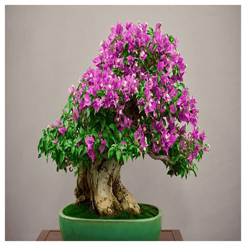 کود مایع بنسای گرین فارم کد S 20 حجم 250 میلی لیتر