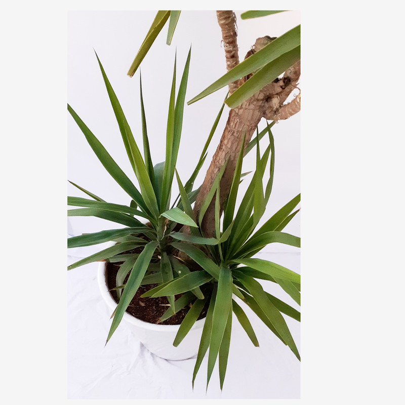 گیاه طبیعی یوکا مدل Sh19024