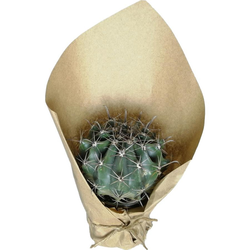 گیاه طبیعی اچینو فرو کد qq07 گیاه طبیعی اچینو فرو کد qq07