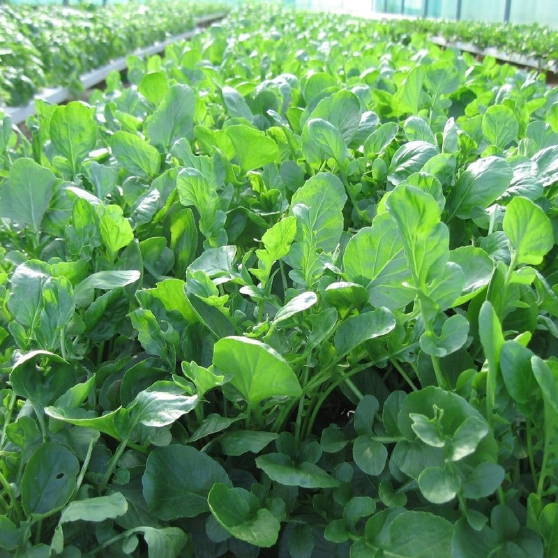 بذر شاهی ظرافت مدل BZ18334 وزن 250 گرم