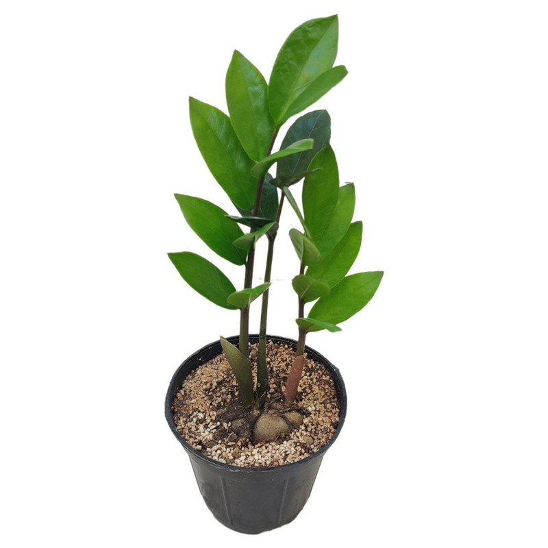 گیاه طبیعی زاموفیلیا سبز مدل 012