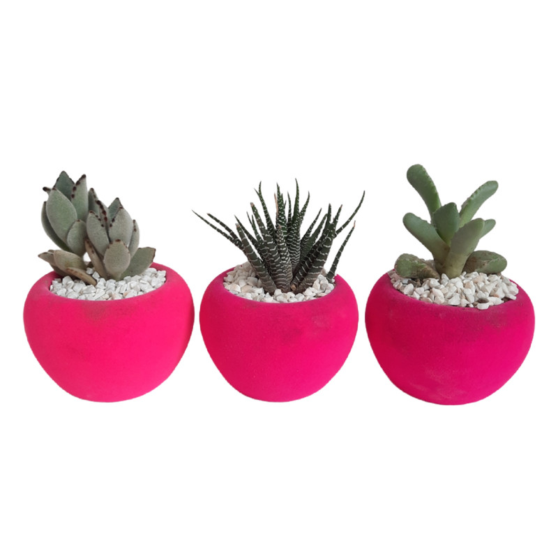 گیاه طبیعی مدل کاکتوس و ساکولنت مجموعه سه عددی گیاه طبیعی مدل کاکتوس و ساکولنت مجموعه سه عددی