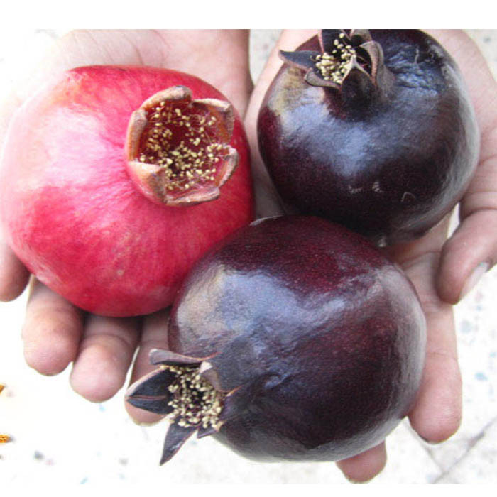 بذر انار سیاه پوست مشکی گلس گاردن مدل GL10