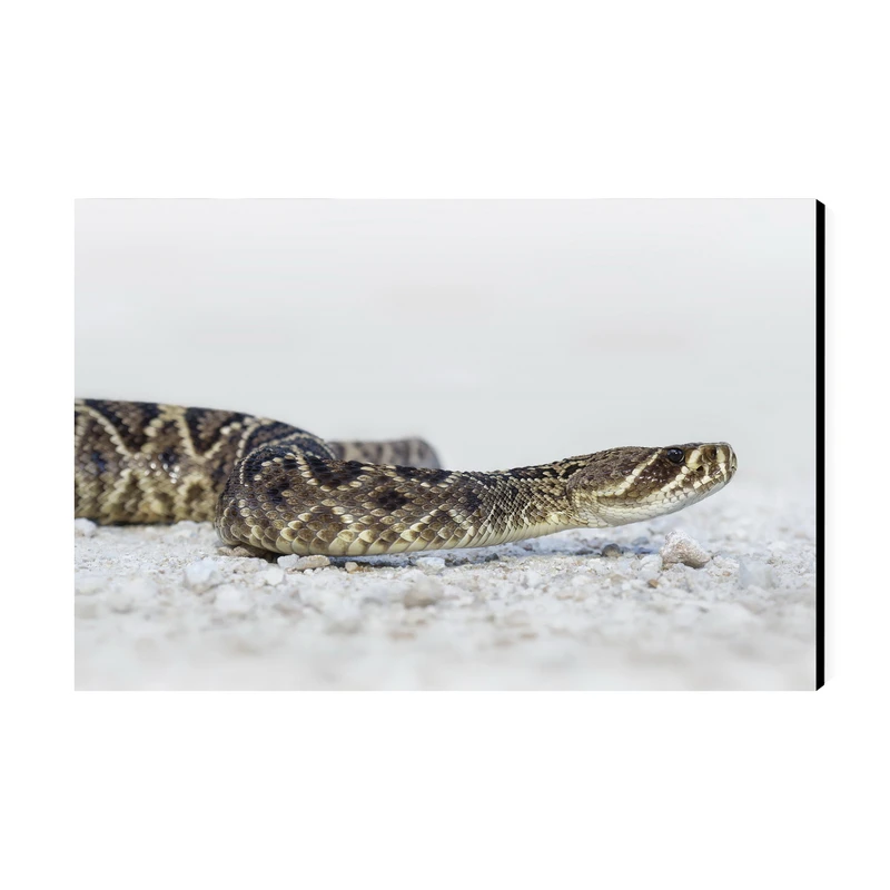 تابلو شاسی عرش مدل فانتزی مار کد As4801