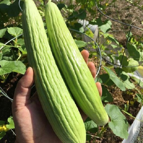 بذر خیار چنبر جی پی سید مدل GP1914 بذر خیار چنبر جی پی سید مدل GP1914