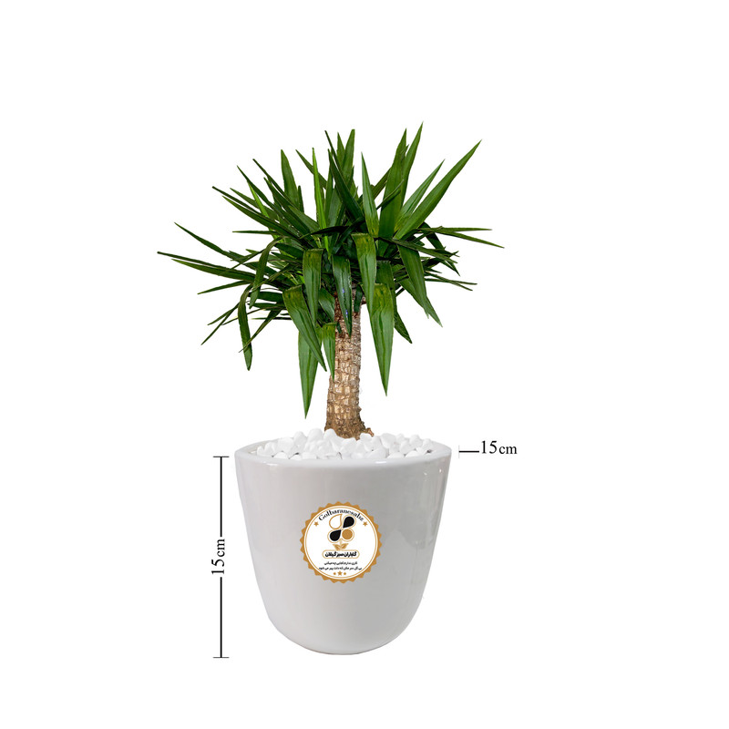 گیاه طبیعی یوکا شرکت گلباران سبز گیلان مدل GN12-16S