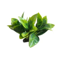 گیاه تزیینی آکواریوم مدل کریپتون بوته ای