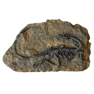 دیوارکوب مدل فسیل دایناسور مدل 32