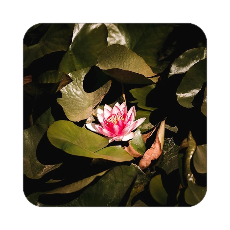 زیر لیوانی کاکتی طرح گل مدل mp17143