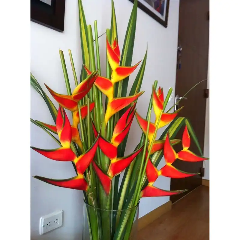 بذر گل پرنده بهشتی فصل سبز کد FSSEED-32