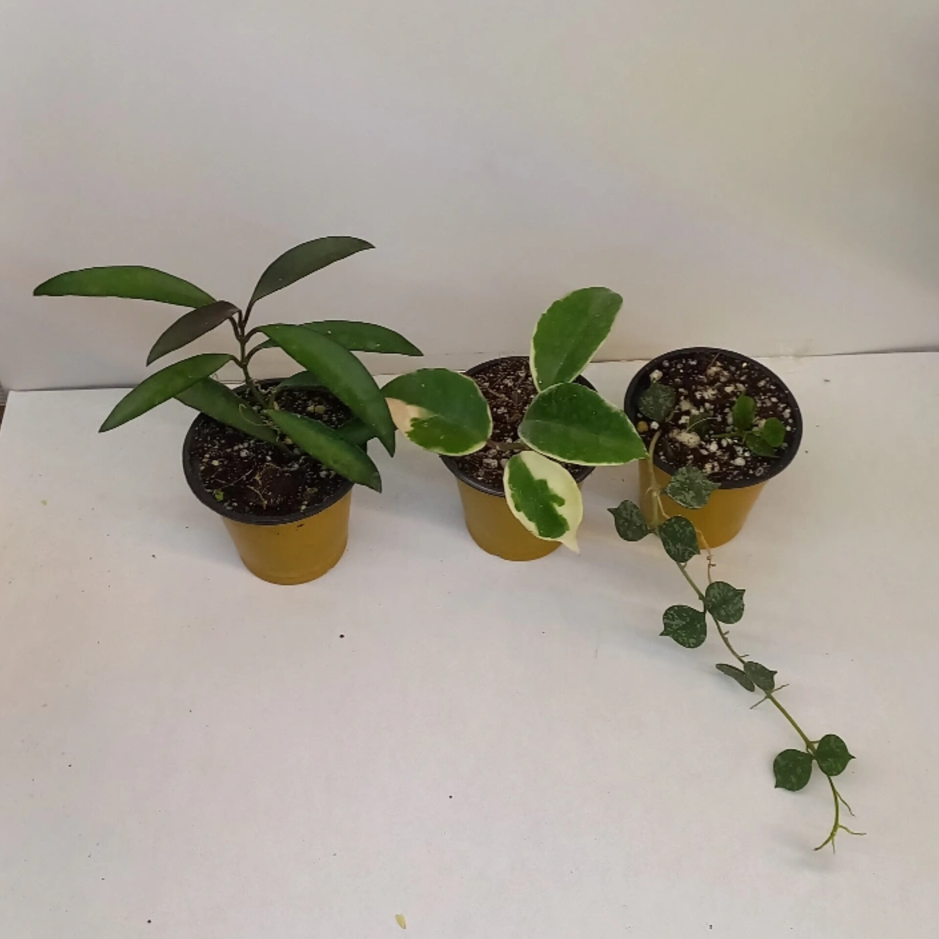 گیاه طبیعی هویا کد 088 بسته 3 عددی گیاه طبیعی هویا کد 088 بسته 3 عددی