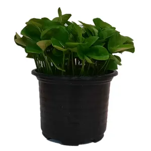 گیاه طبیعی سبزه نارنج مدل پلاستیکی کد 1000