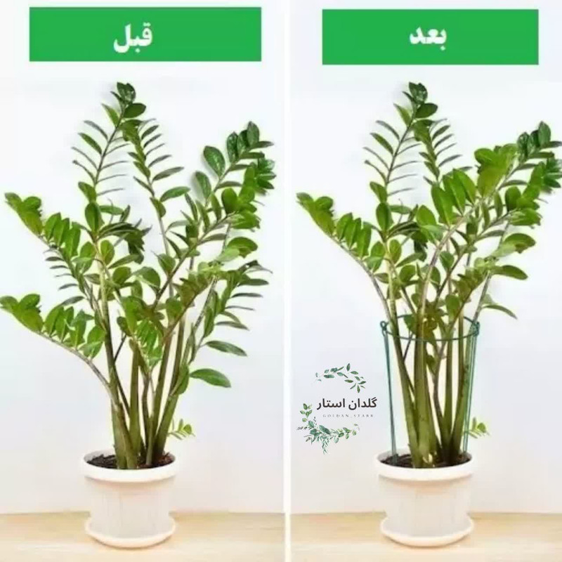 قیم نگهدارنده گیاه مدل نیم حلقه فلزی بسته 2 عددی