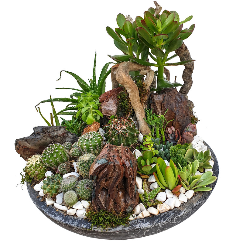 گیاه طبیعی کاکتوس مدل MK-99006