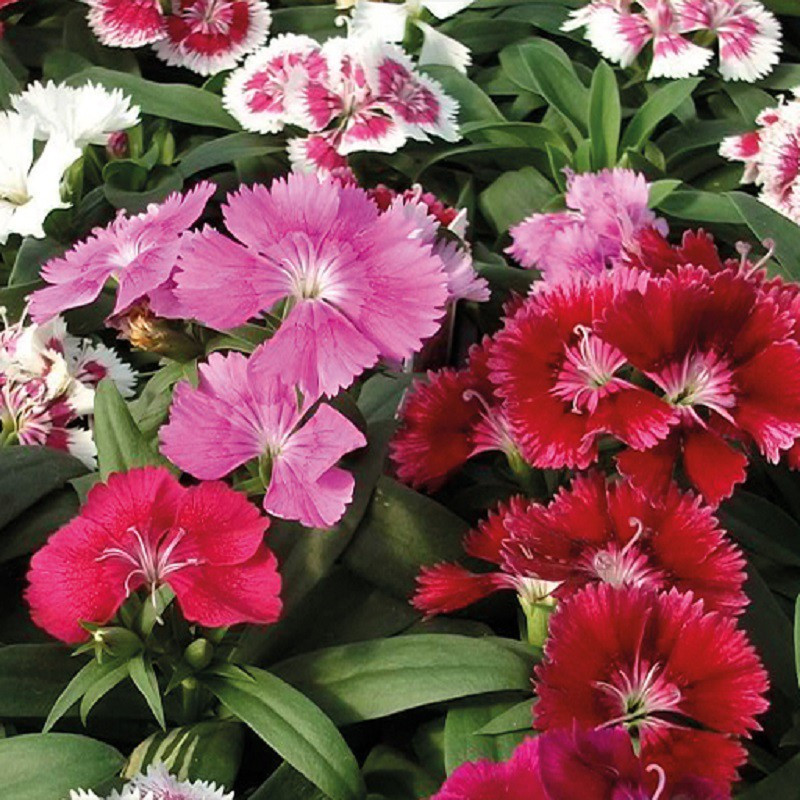 بذر گل بوقلمون پا کوتاه الوان جی پی سید مدل GP539