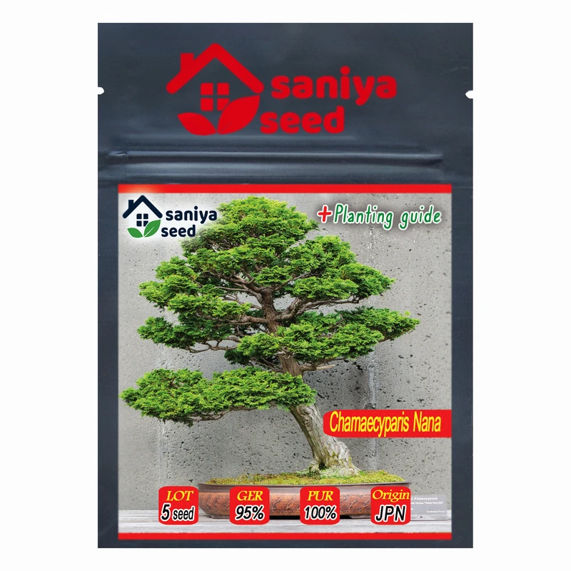 بذر بنسای سرو نانا سانیا سید مدل S12