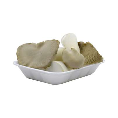 قارچ صدفی را از کجا بخریم؟