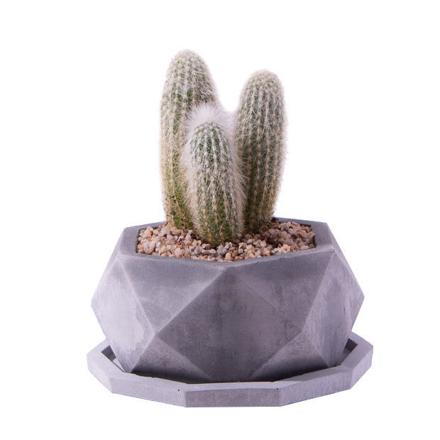 گیاه طبیعی کاکتوس کلیستو سفید مدل K-09 گیاه طبیعی کاکتوس کلیستو سفید مدل K-09