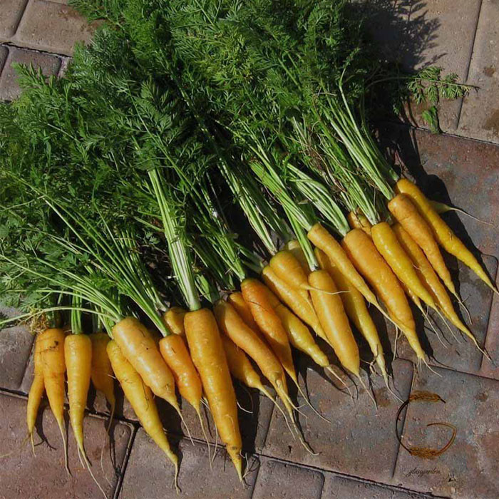 بذر هویج زرد گلس گاردن مدل GL200