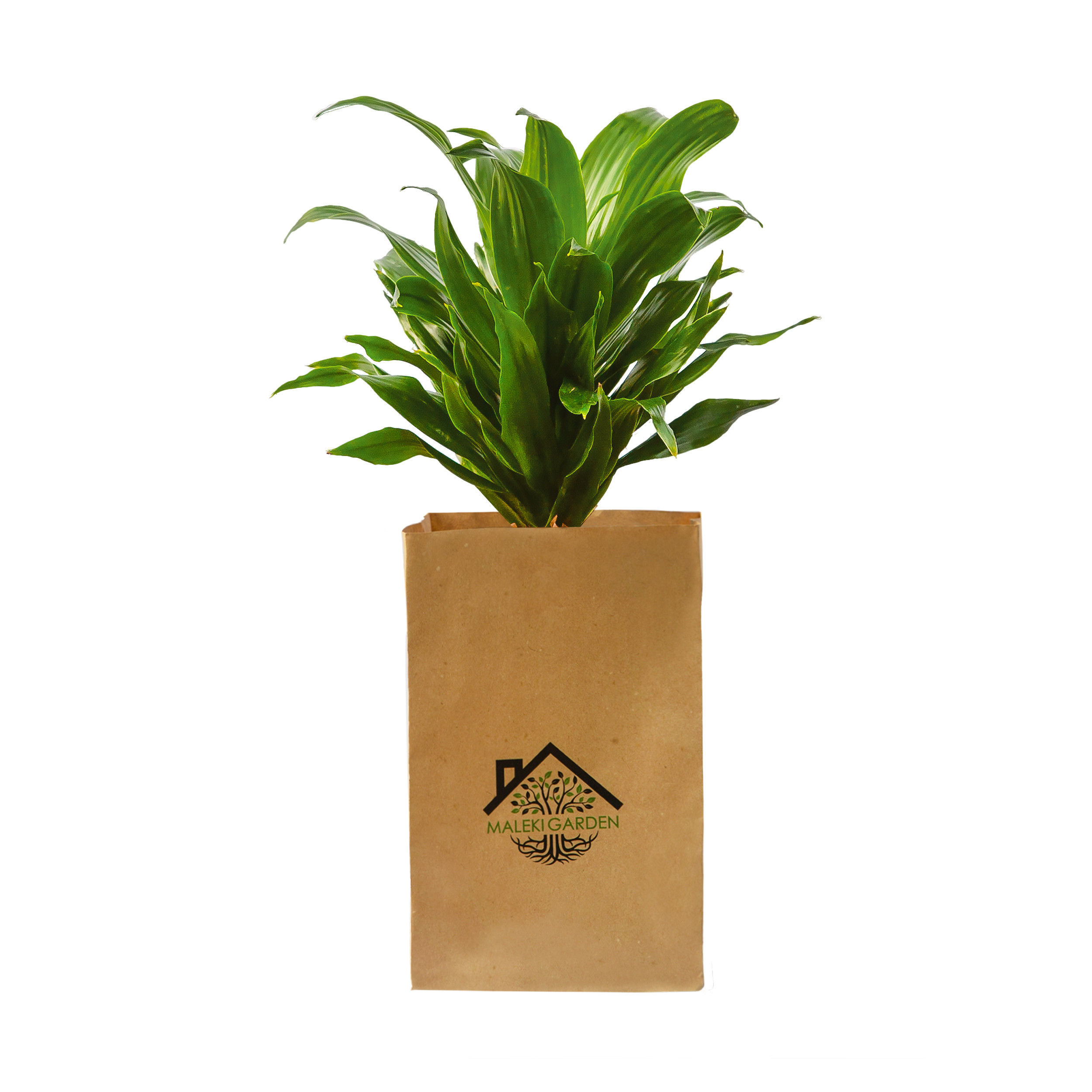 گیاه طبیعی دراسینا کامپکت ملکی گاردن مدل MG011 گیاه طبیعی دراسینا کامپکت ملکی گاردن مدل MG011