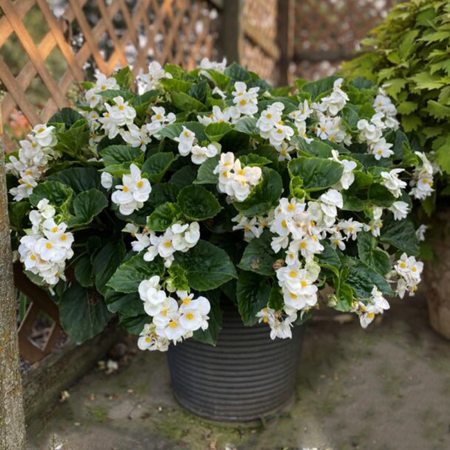 بذر گل بگونیا عروس سفید سانیا سید مدل ss14 بذر گل بگونیا عروس سفید سانیا سید مدل ss14