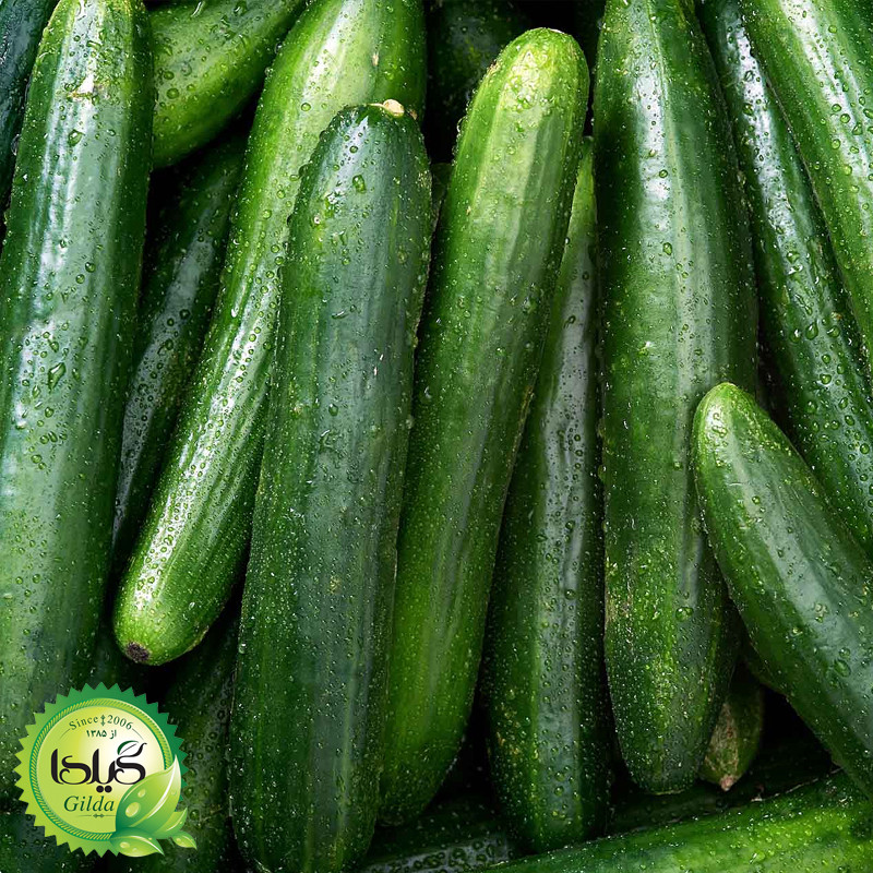 بذر خیار بوته ای قلمی گیلدا کد 635