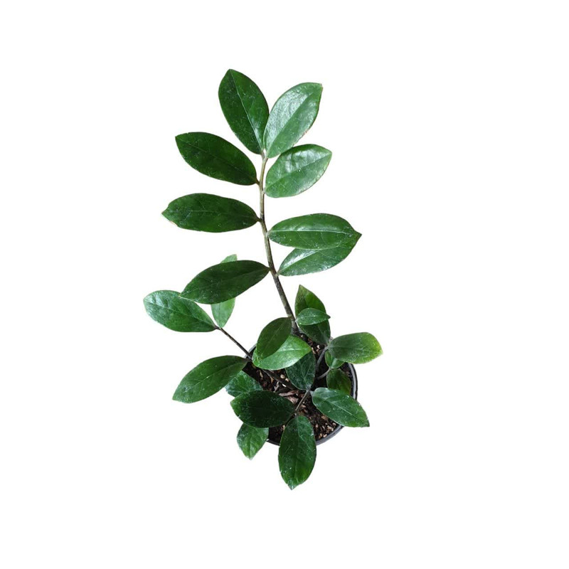 گیاه طبیعی زاموفیلیا کد 12