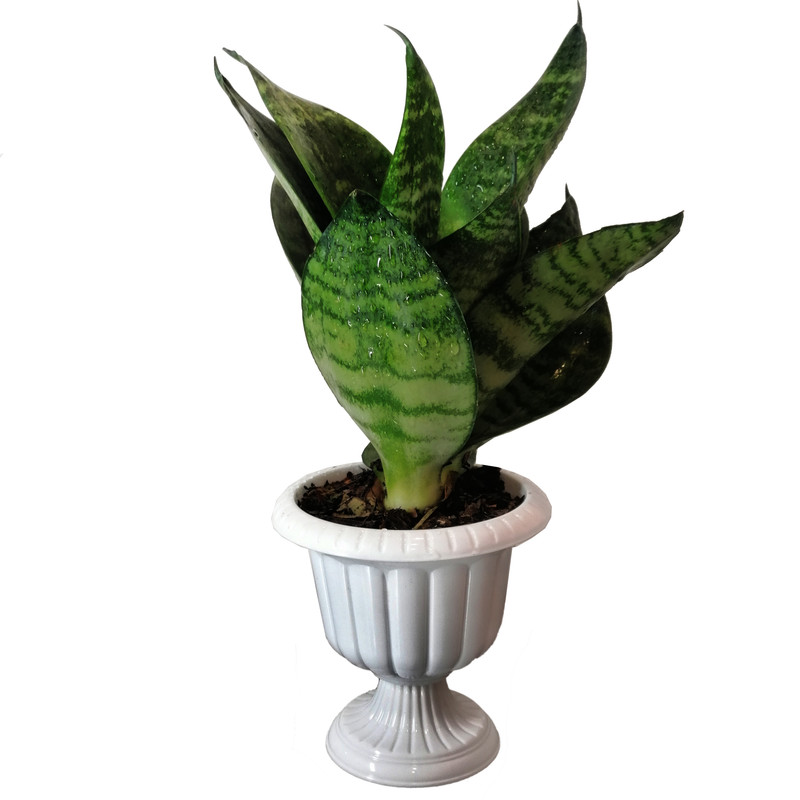 گیاه طبیعی سانسوریا مدل مینیاتوری