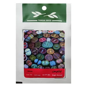 بذر ساکولنت لیتوپس وانیا سید مدل V15