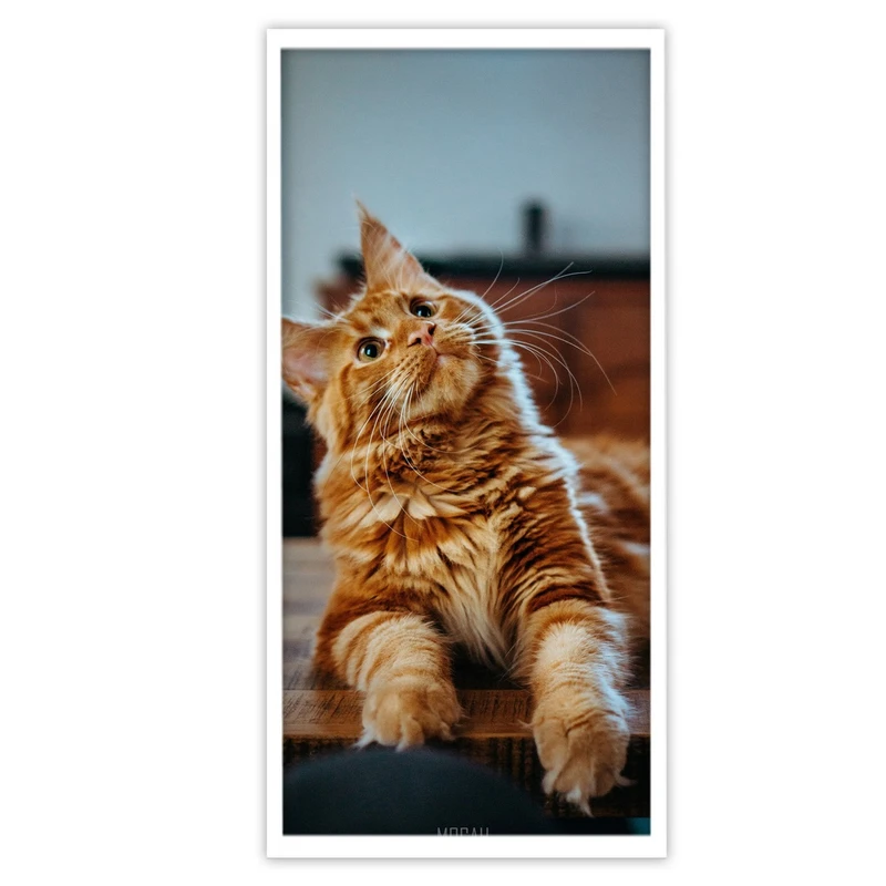 تابلو بکلیت طرح حیات وحش گربه اسکاتیش فولد مدل W-S3142