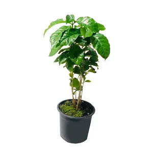 گل طبیعی قهوه مدل sh-2021