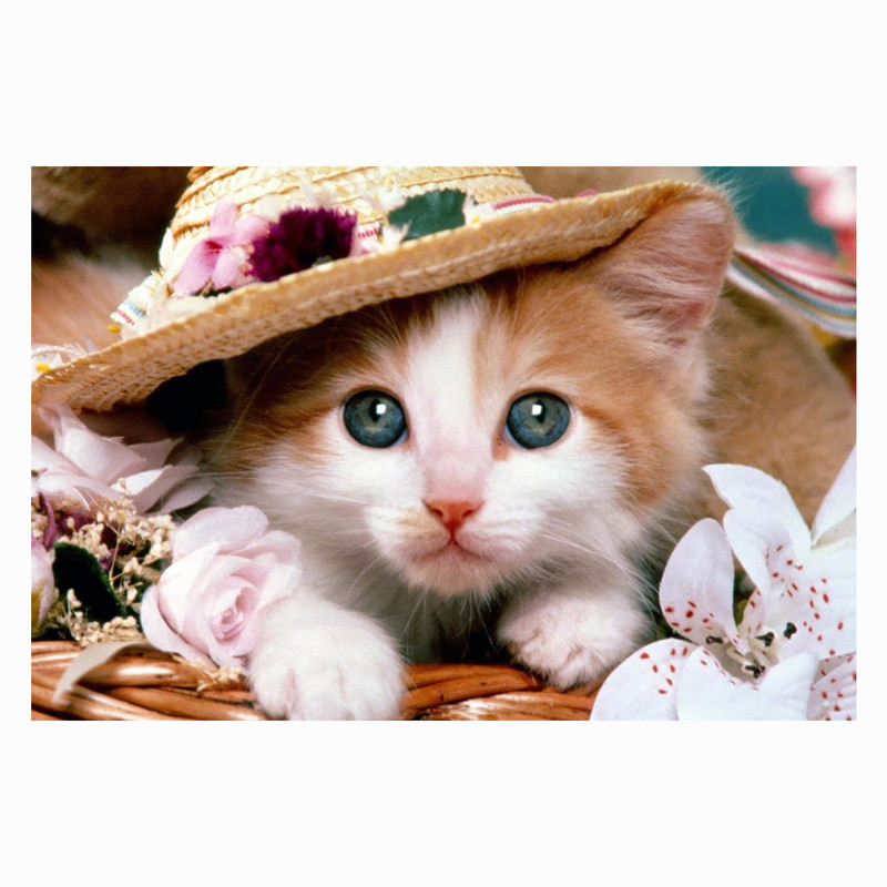 پوستر مدل گربه کد 1482