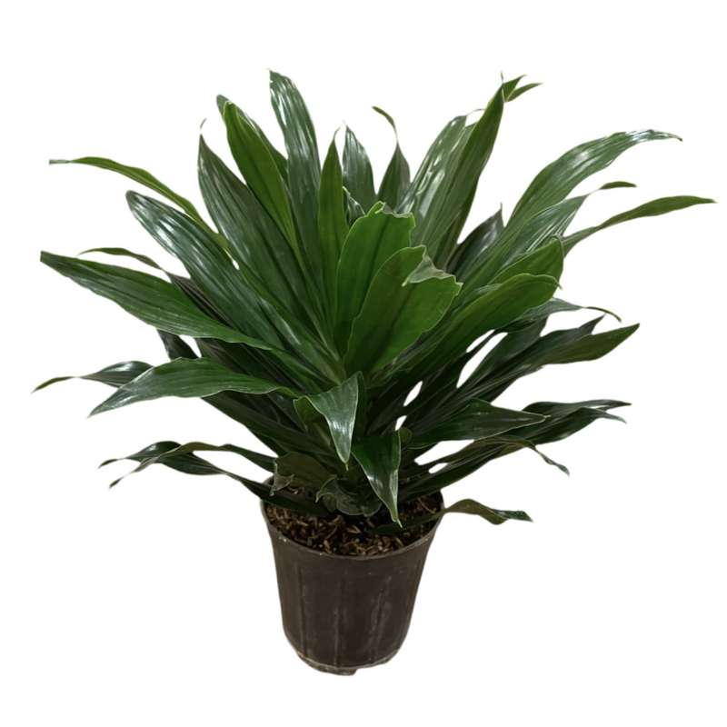 گیاه طبیعی دراسنا کامپکت آناناسی مدل 432DRAS