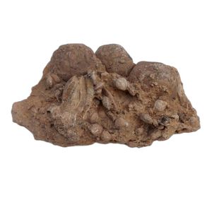سنگ راف مدل فسیل نومولیت کد RS1465