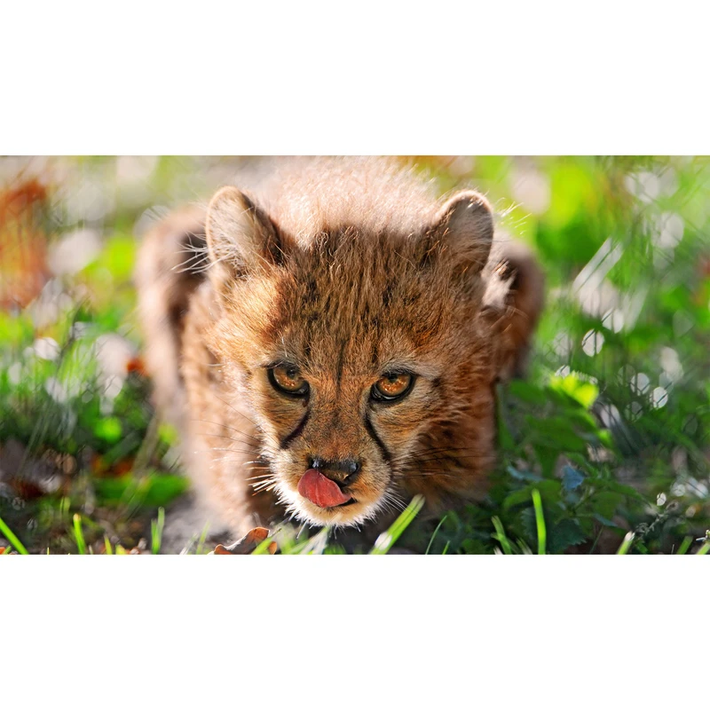 تابلو شاسی طرح توله یوز پلنگ چیتا مدل T7759