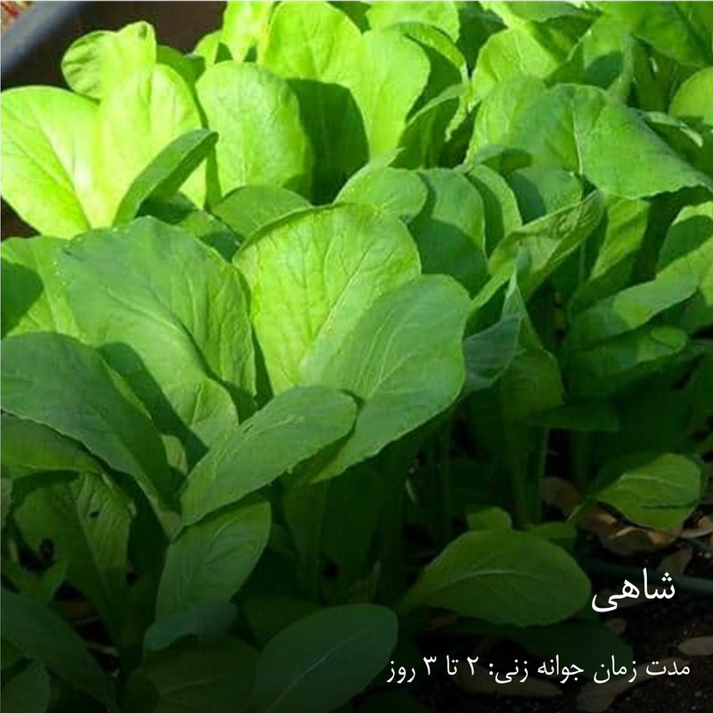 بذر سبزیجات هایپر‌کشت کد 2050 مجموعه 10 عددی