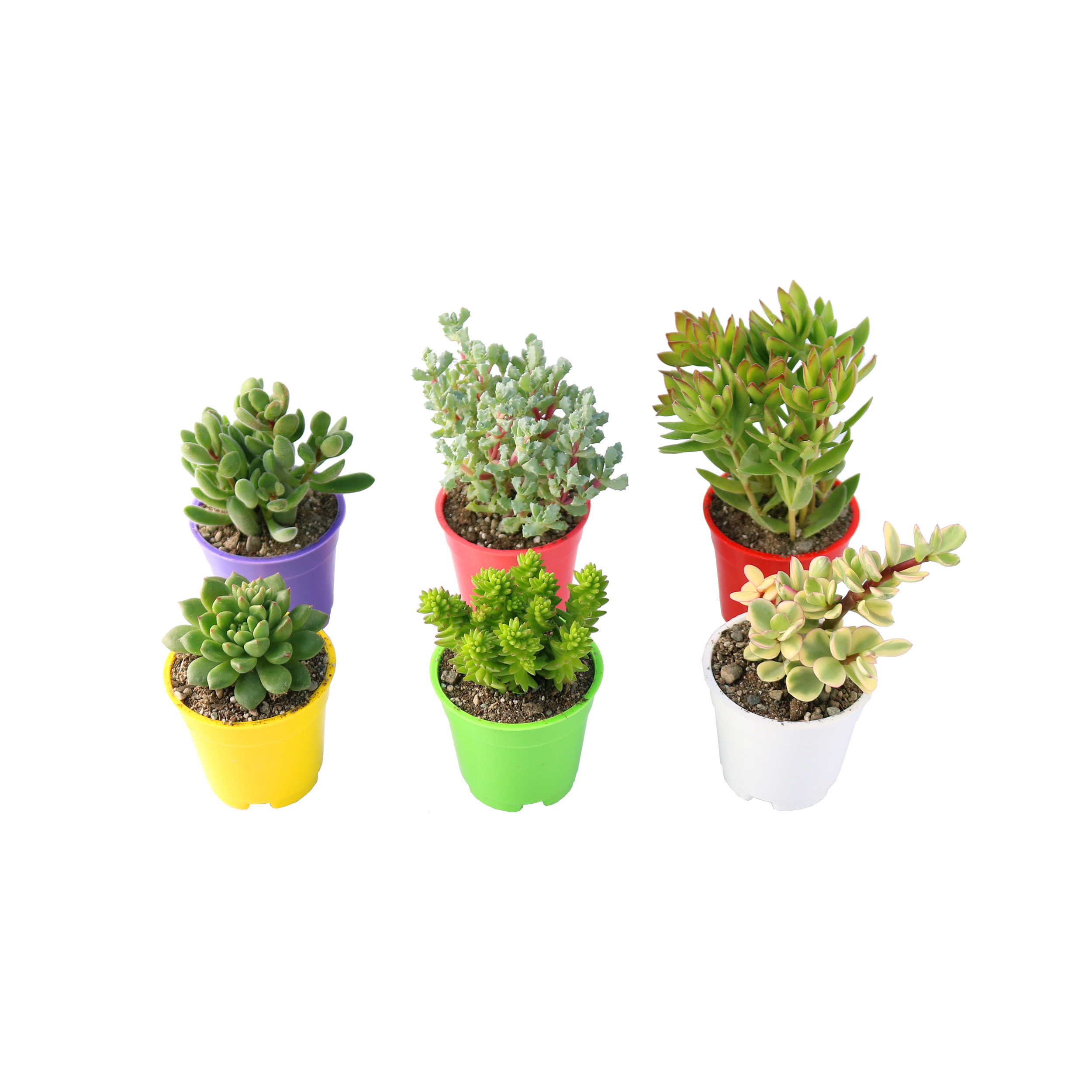 گیاه طبیعی ساکولنت آیدین کاکتوس کد CB-019 بسته 6 عددی