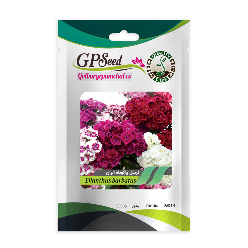 بذر گل قرنفل الوان گلبرگ پامچال کد GPF-066