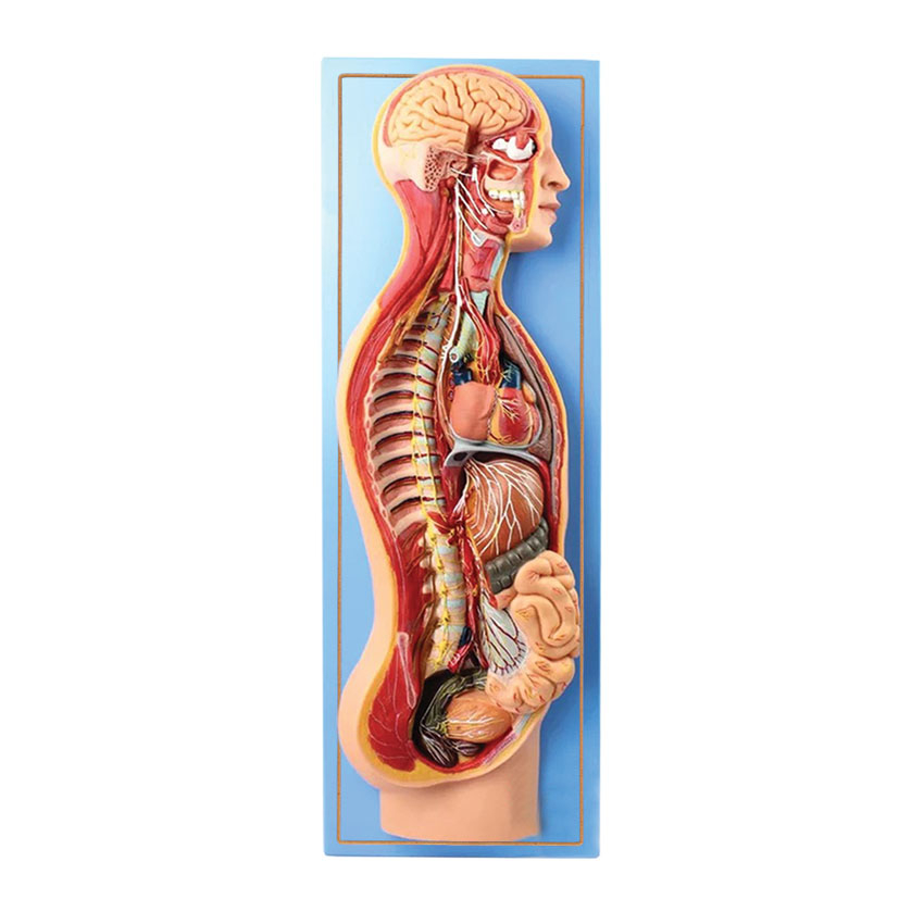 بازی آموزشی طرح مولاژ دستگاه عصبی مدل ASM45