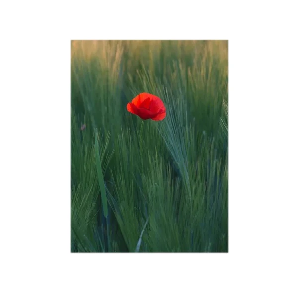 تابلو شاسی مدل شقایق