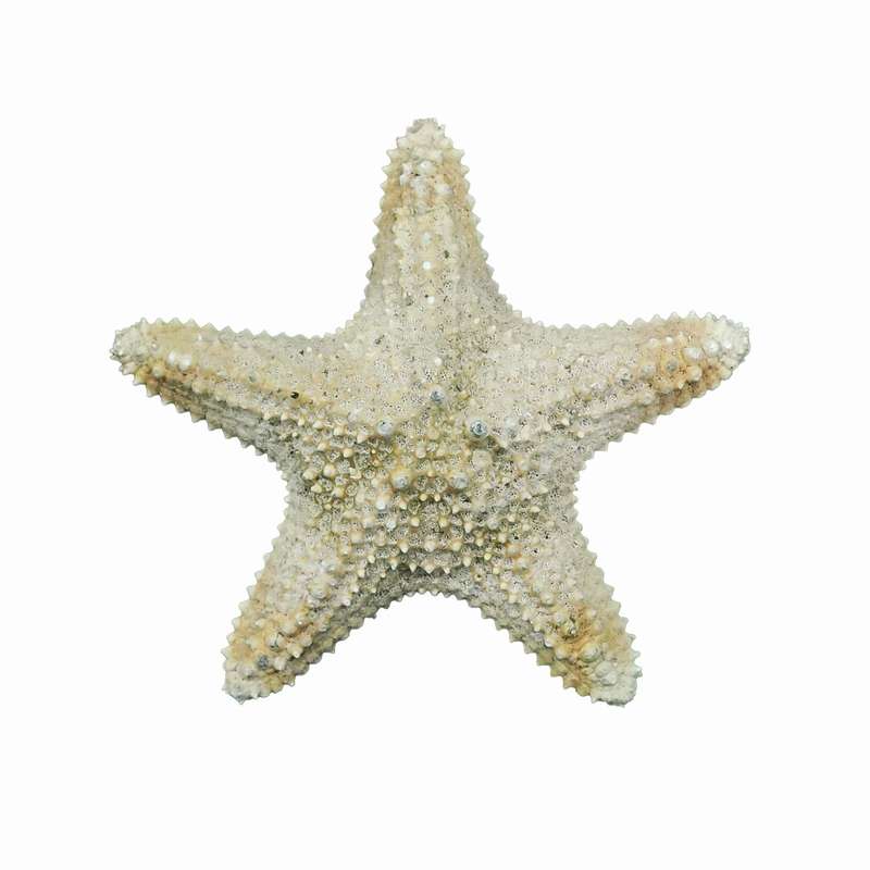 ستاره دریایی تزیینی مدل n10