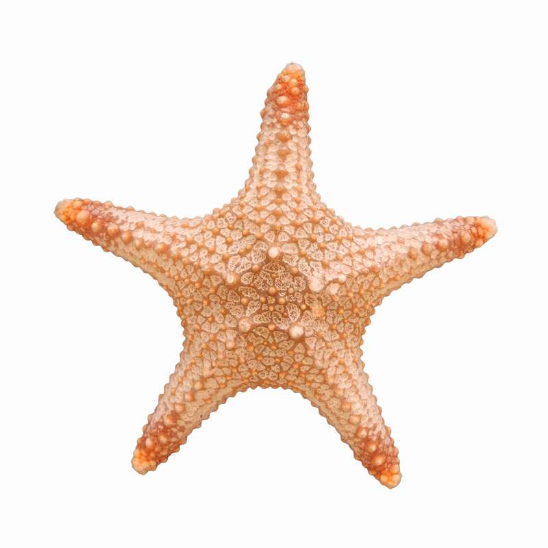 ستاره دریایی تزیینی مدل s5