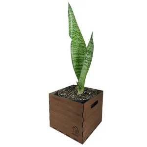 گیاه طبیعی سانسوریا کراواتی ناردونه کد AB - M01