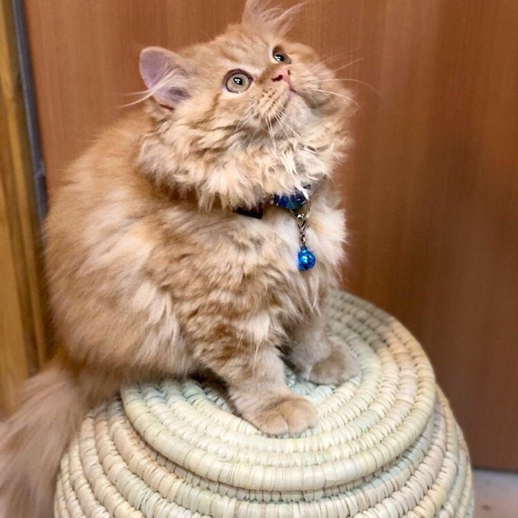 جای خواب سگ و گربه مدل A2