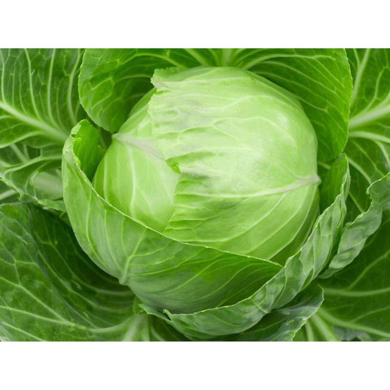 بذر کلم پیچ سبز تاکیتا مدل F1 بذر کلم پیچ سبز تاکیتا مدل F1