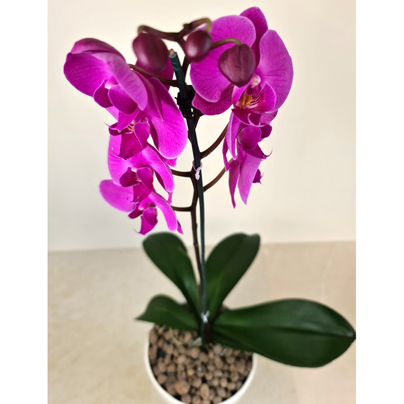 ارکیده بنفش گل گیفت کد GP017