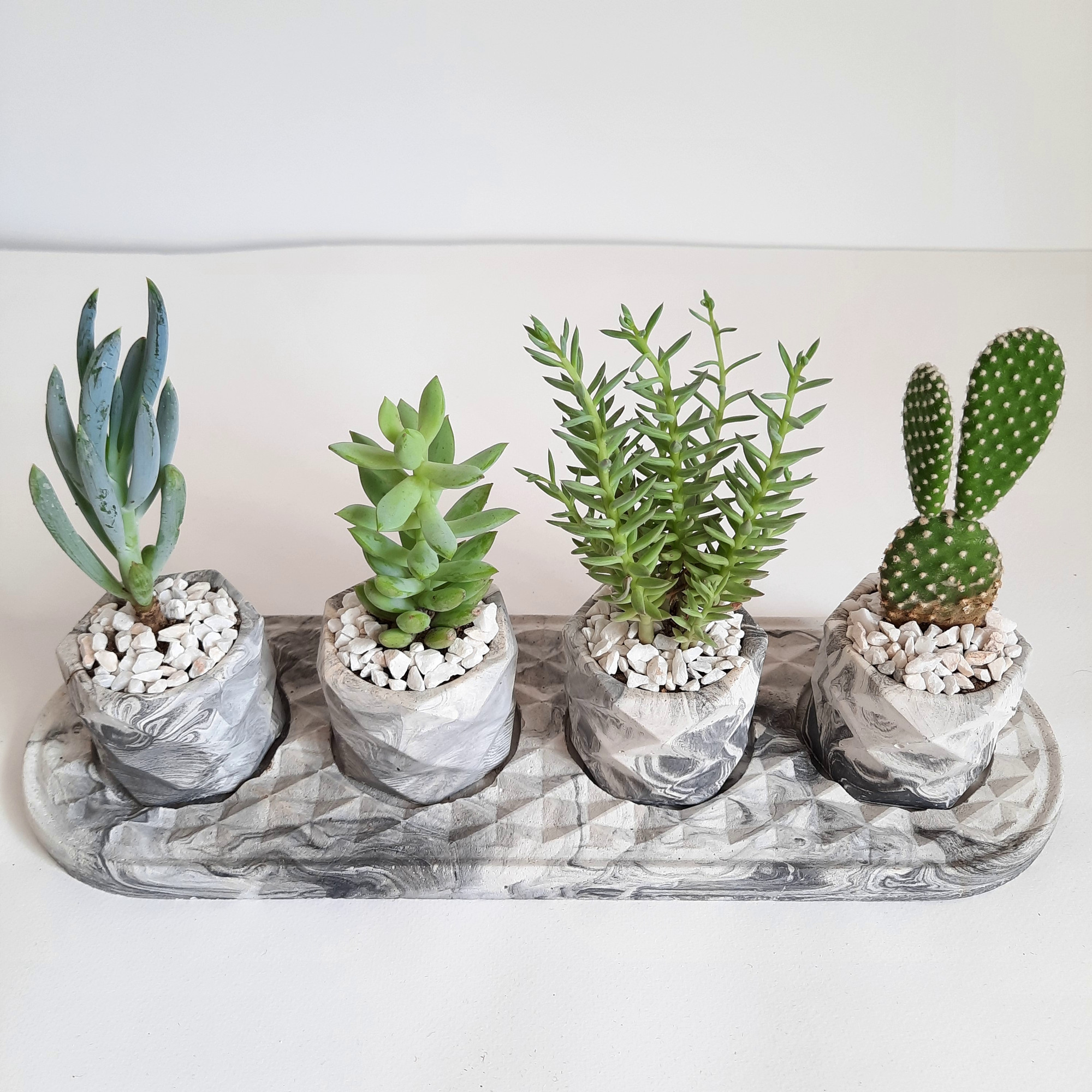 گیاه طبیعی مدل ساکولنت و کاکتوس مجموعه 5 عددی