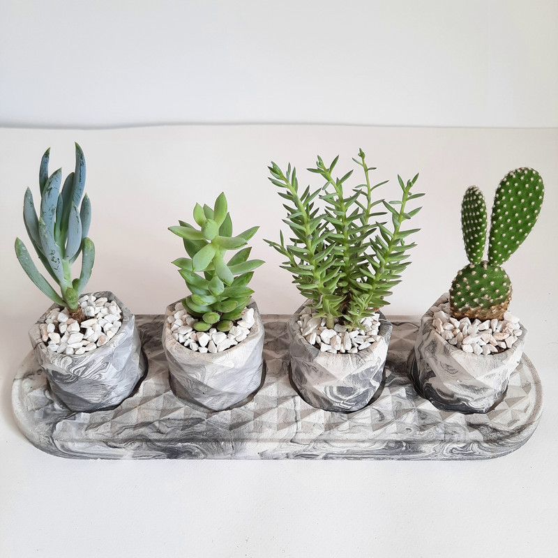 گیاه طبیعی مدل ساکولنت و کاکتوس مجموعه 5 عددی