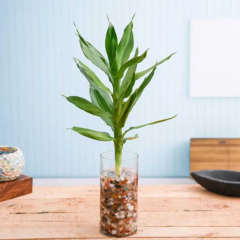 گلدان شیشه ای مدل استوانه 20D8